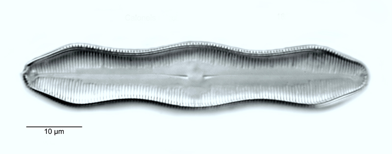 Caloneis silicula #52904
