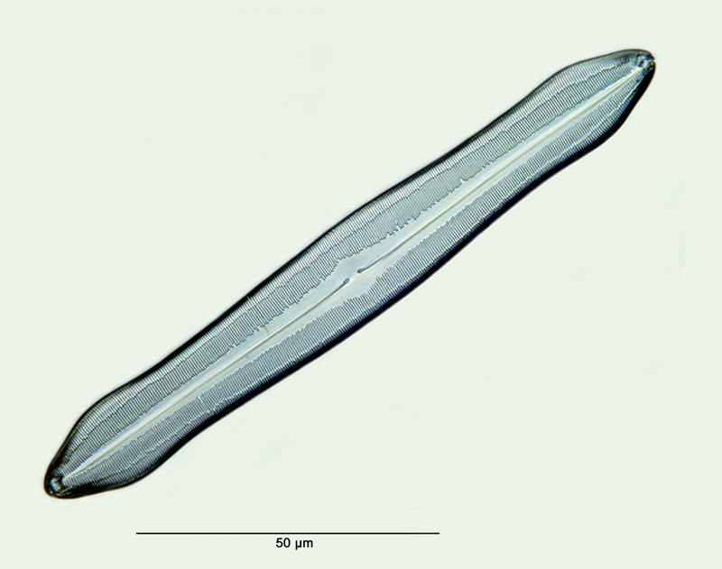 Caloneis silicula f. peisonis(Grunow) Krammer #28432