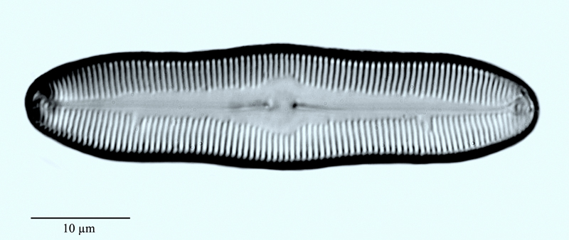 Caloneis silicula #47758