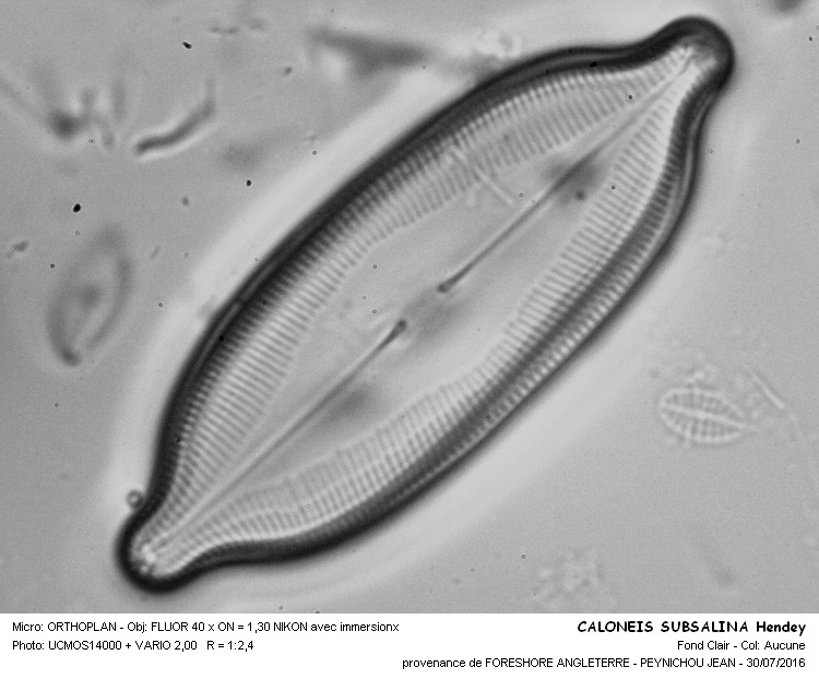 CALONEIS SUBSALINA Hendey #46313