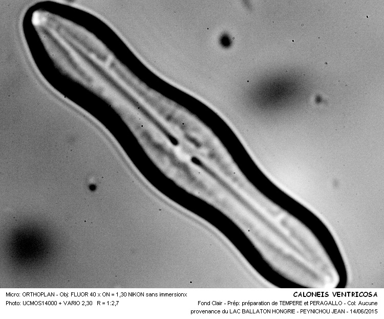 Caloneis ventricosa (Ehrenberg) Meister #41518