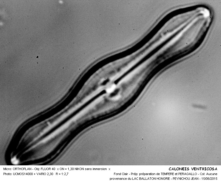 Caloneis ventricosa (Ehrenberg) Meister #41526