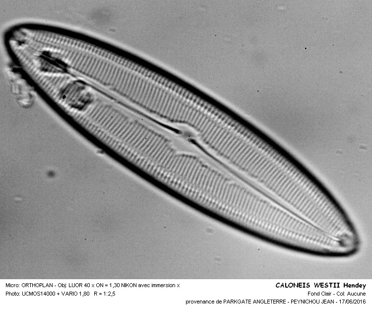 CALONEIS WESTII Hendley #45767