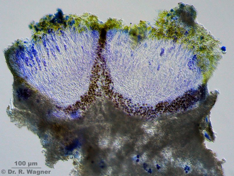 Caloplaca erythrocarpa #27372