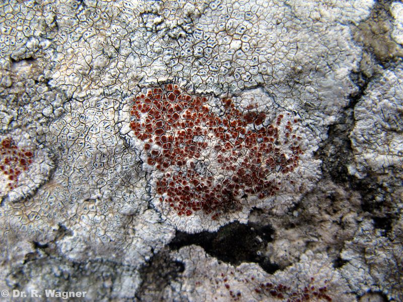 Caloplaca erythrocarpa #27370