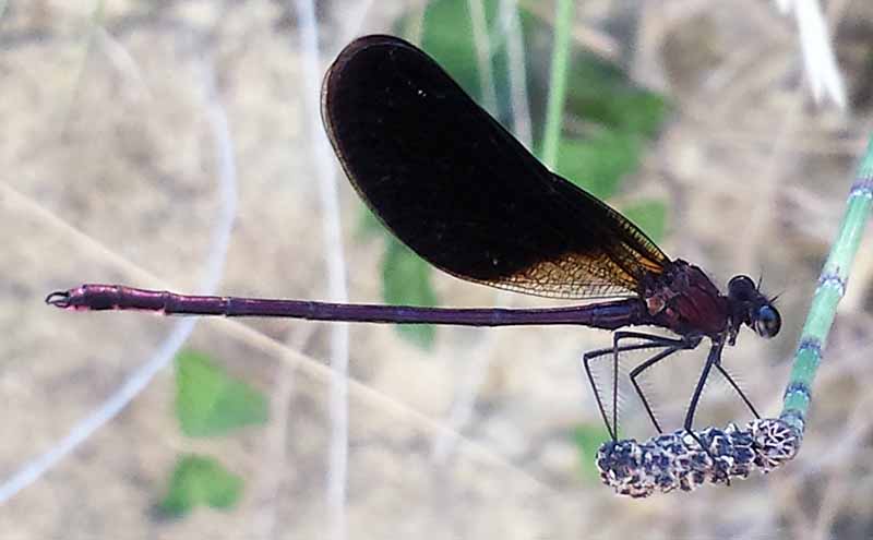 Calopteryx haemorrhoidal (Vander Linden, 1825) #46685