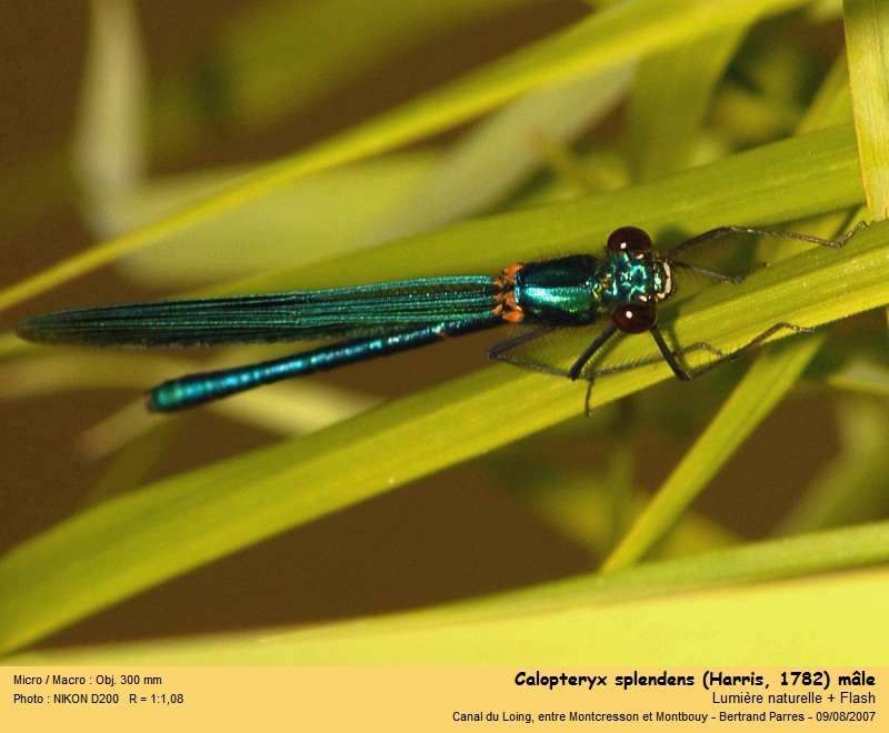 Calopteryx splendens Harris 1782 #22325