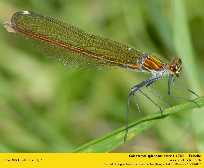 Calopteryx splendens Harris 1782 #2150