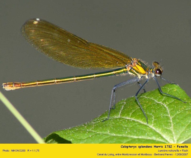 Calopteryx splendens Harris 1782 #2149