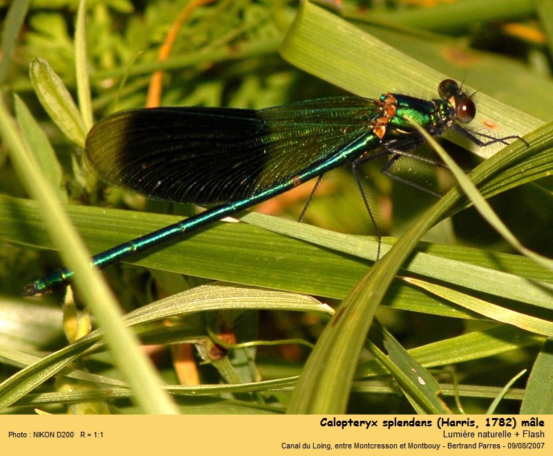 Calopteryx splendens Harris 1782 #22324