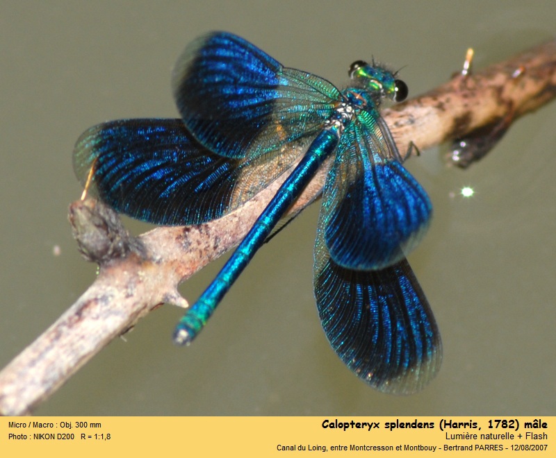 Calopteryx splendens Harris 1782 #22327