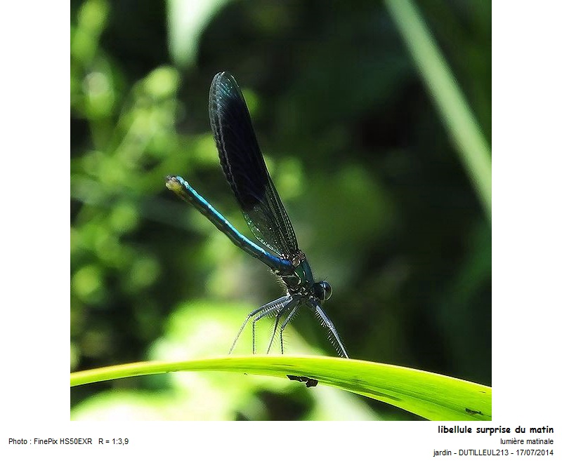 Calopteryx Splendes - Caloptéryx splendide #38248