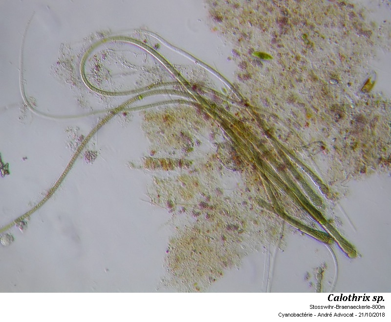 Calothrix sp. #56705
