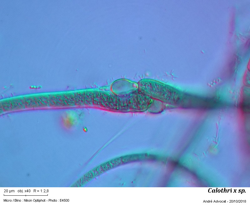 Calothrix sp. #56714