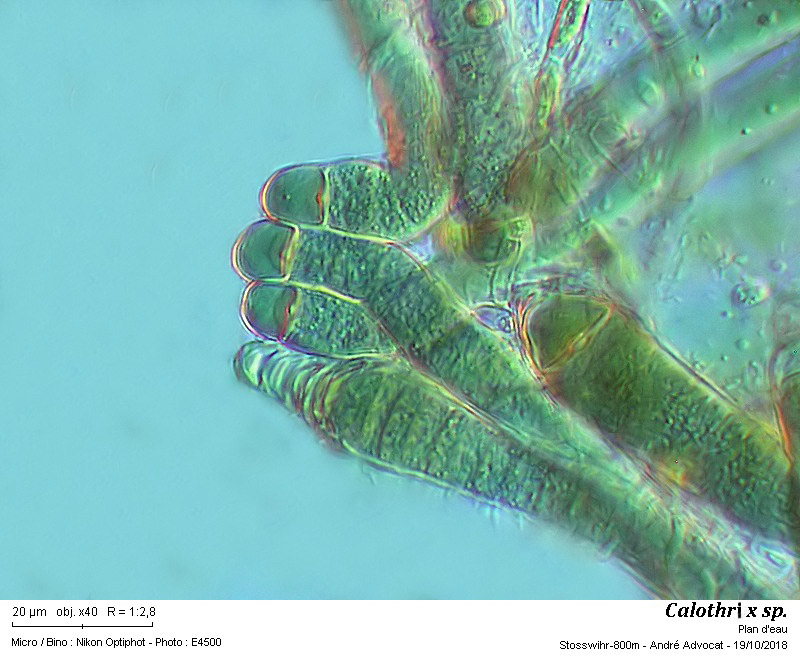 Calothrix sp. #56715