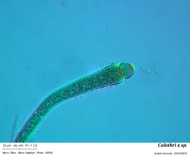 Calothrix sp. #56706