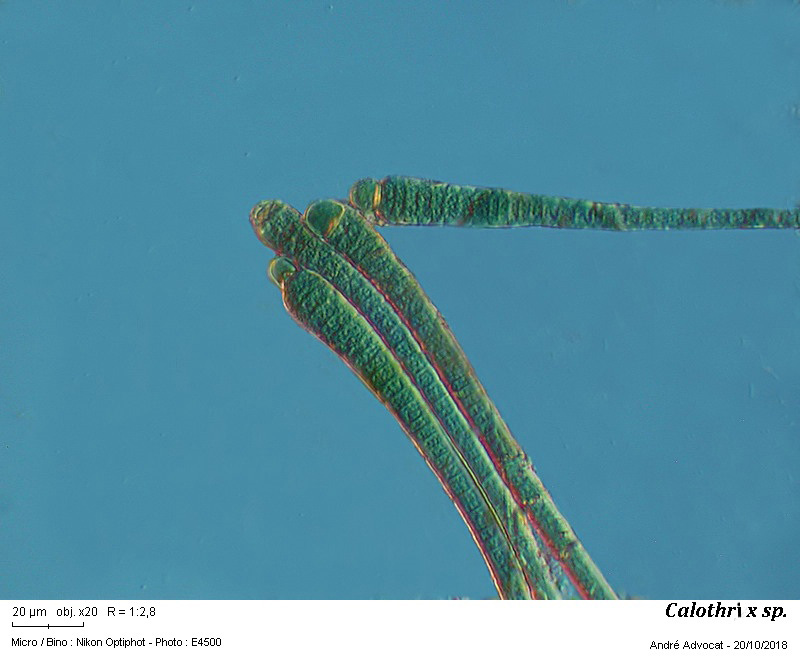 Calothrix sp. #56713