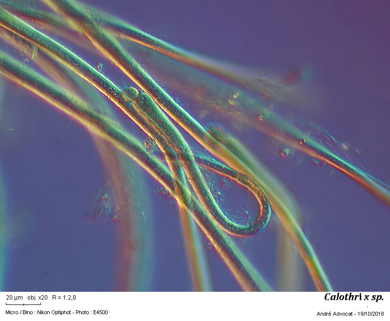 Calothrix sp. #56711