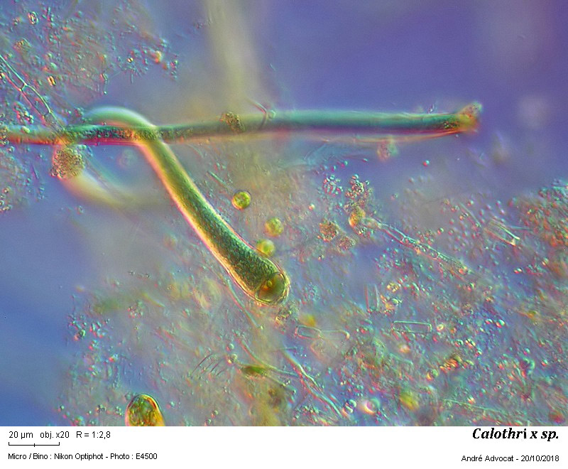 Calothrix sp. #56708
