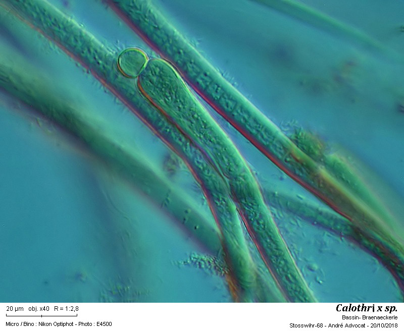 Calothrix sp. #56716