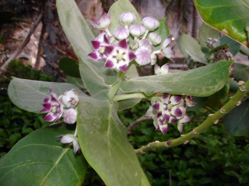 Calotropis procera (Aiton) W.T. Aiton, 1811 #41243