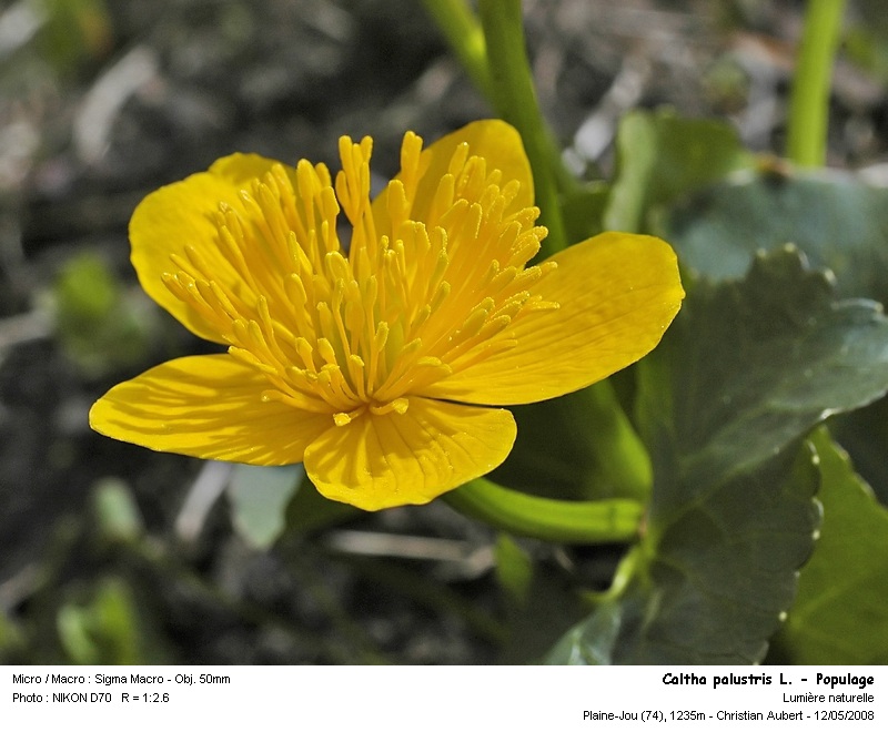 Caltha palustris L. - Populage (Renonculacées) #3920