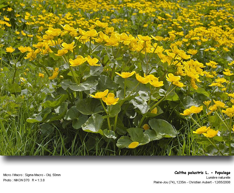 Caltha palustris L. - Populage (Renonculacées) #3919