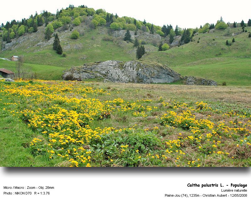 Caltha palustris L. - Populage (Renonculacées) #3918
