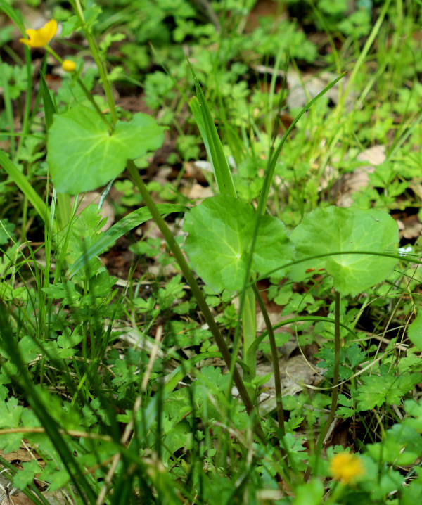 Caltha palustris L., 1753 - Populage des marais #70553