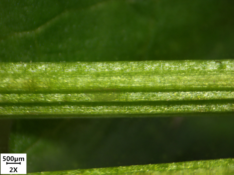 Caltha palustris L., 1753 - Populage des marais #70551