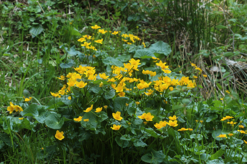 Caltha palustris L., 1753 - Populage des marais #70548