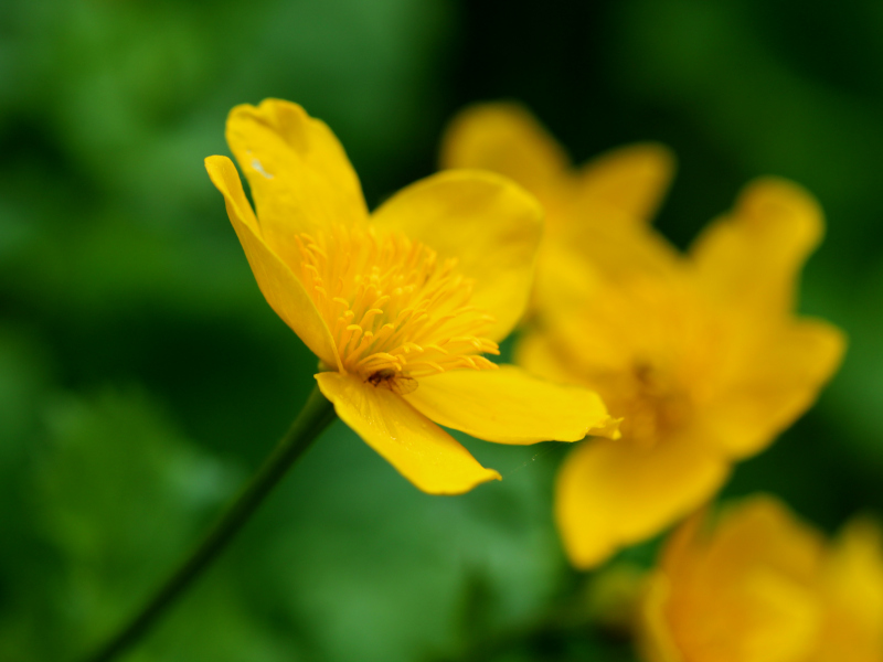 Caltha palustris L., 1753 - Populage des marais #70561