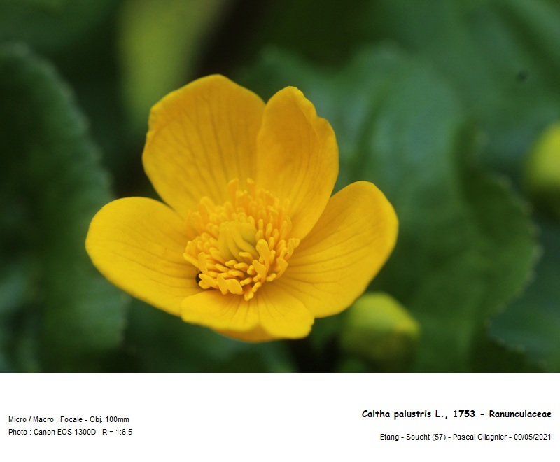 Caltha palustris L., 1753 - Populage des marais #70562