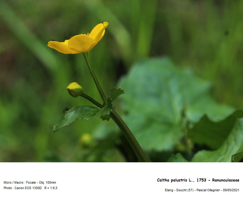 Caltha palustris L., 1753 - Populage des marais #70557