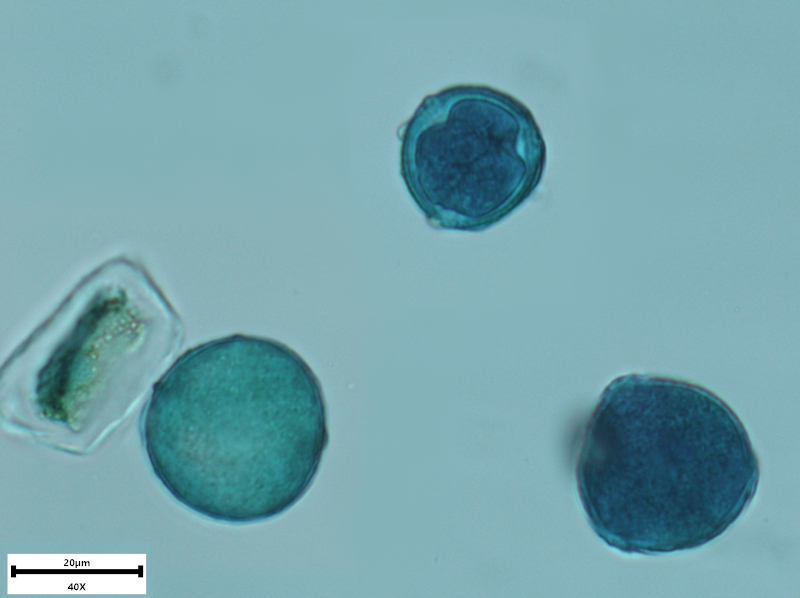 Caltha palustris L., 1753 - Pollen #70567
