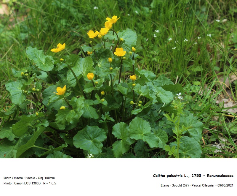 Caltha palustris L., 1753 - Populage des marais #70550