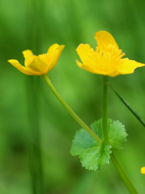 Caltha palustris L., 1753 - Populage des marais #70556