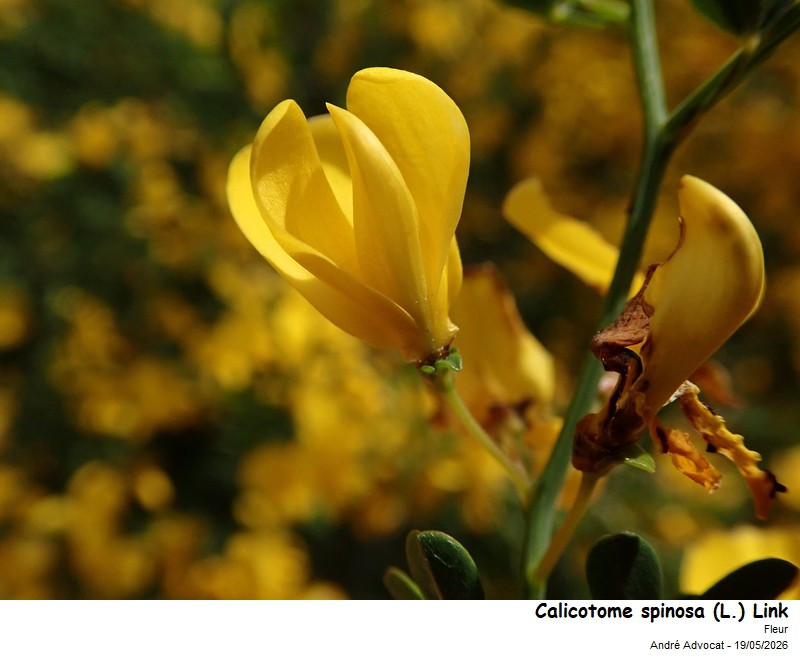 Calycotome spinosa (L.) Link #86110