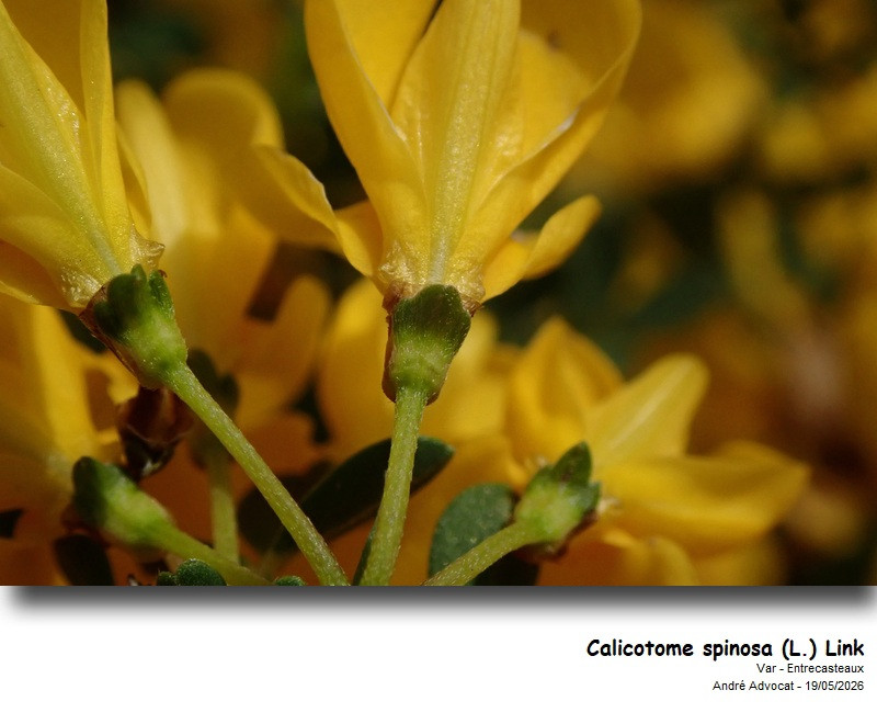 Calycotome spinosa (L.) Link #86109