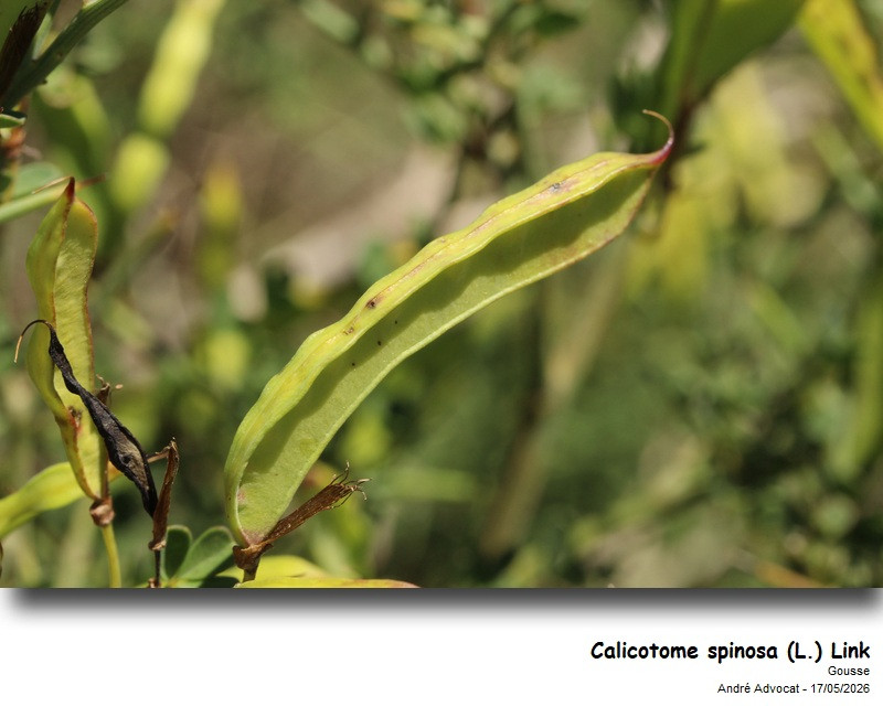 Calycotome spinosa (L.) Link #86111
