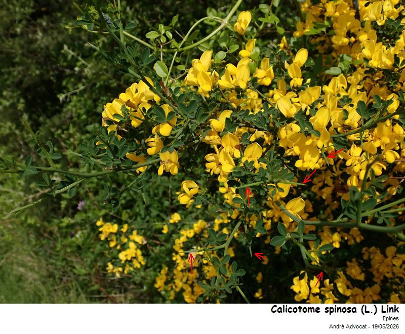 Calycotome spinosa (L.) Link #86107