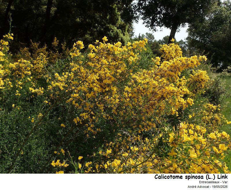 Calycotome spinosa (L.) Link #86108