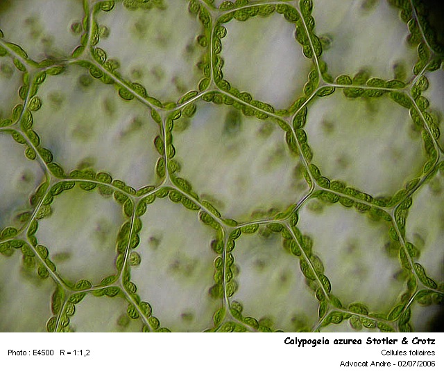 Calypogeia azurea Stotler & Crotz #463