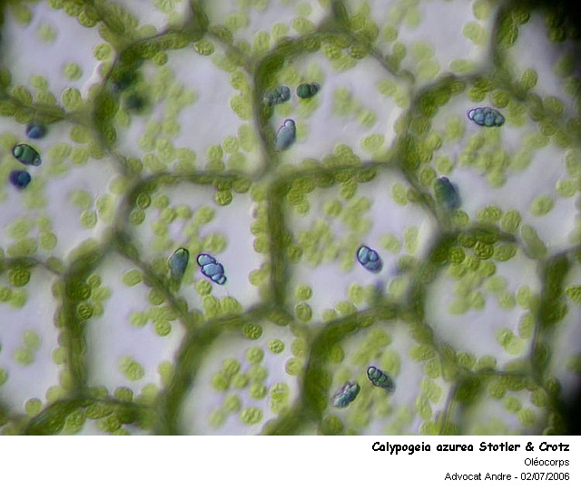 Calypogeia azurea Stotler & Crotz #464
