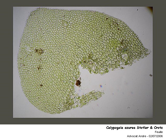 Calypogeia azurea Stotler & Crotz #462