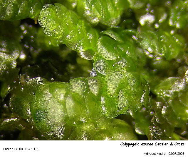 Calypogeia azurea Stotler & Crotz #461