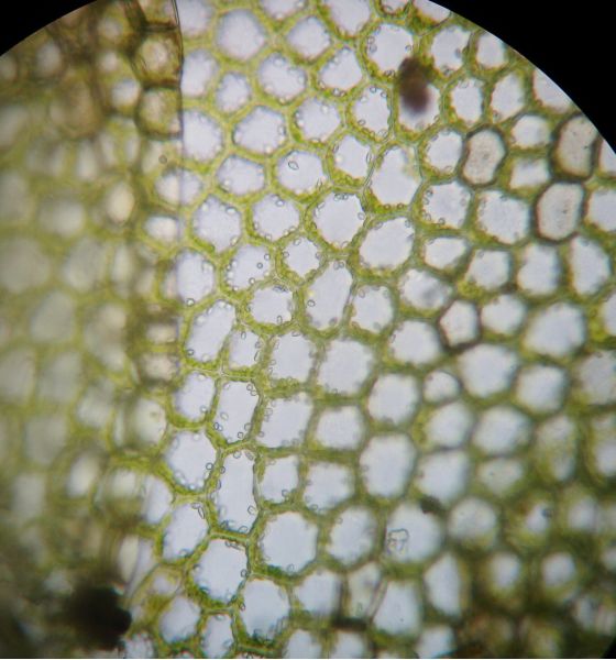 Calypogeia integristipula Steph. #13412