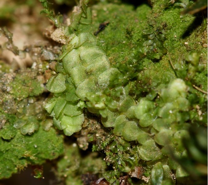 Calypogeia integristipula Steph. #13410