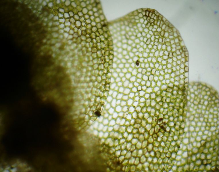 Calypogeia integristipula Steph. #13411