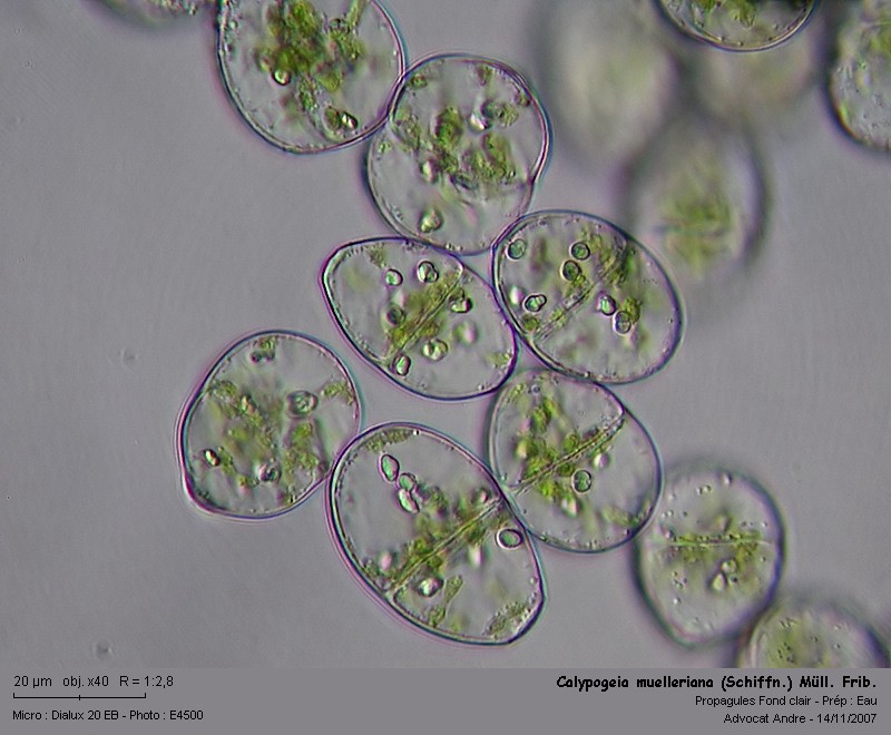 Calypogeia muelleriana (Schiffn.) K.Müll. #723